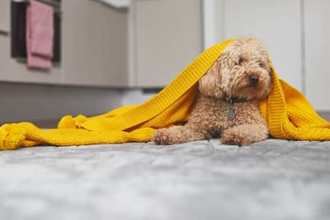 Calla House, London, E20 1DF - 1 of 8